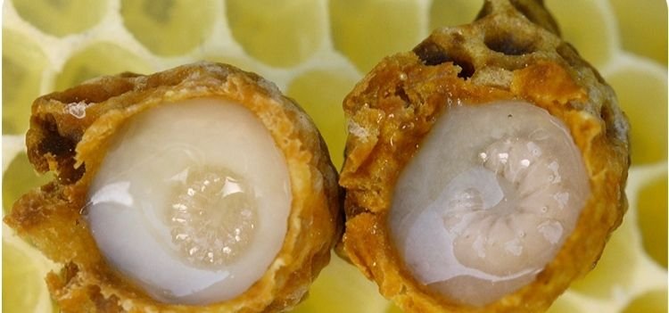 مصرف خوراکی ژل رویال